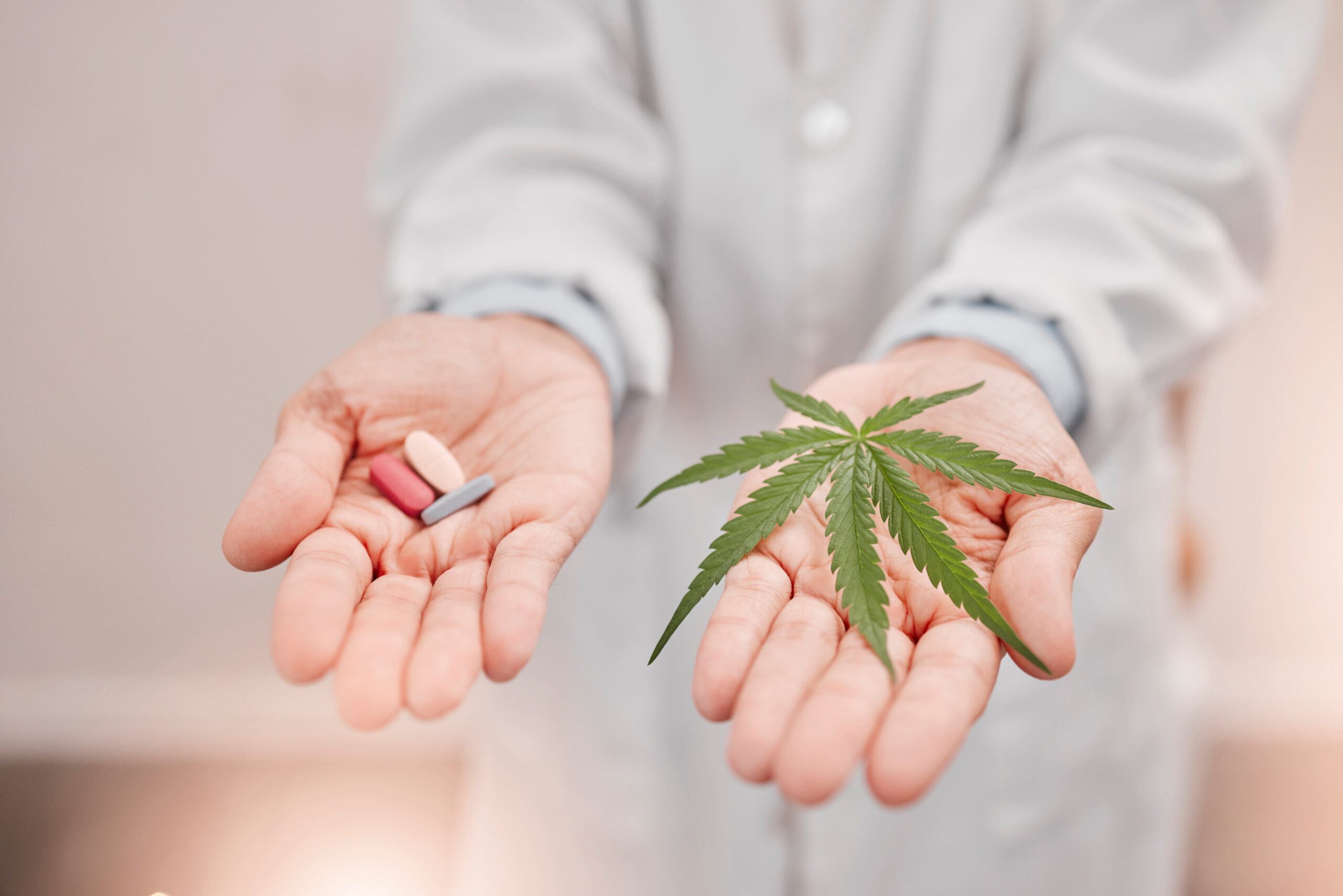 Cannabis, medical weed and marijuana pills in hand for natural pain relief with an organic thc, cbd and healthcare medicine. Big pharma, opioid crisis and pharmaceutical 420 prescription alternative.